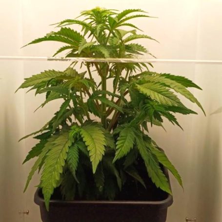 Pflanze im Wuchsstadium