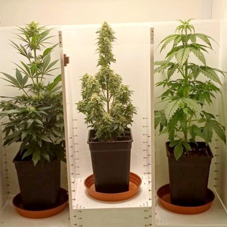 Zeitversetztes Growen mit dem "immer-legal" System